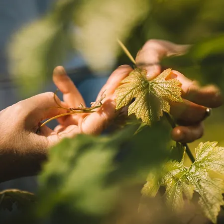 Weingut Petershof אלזיי