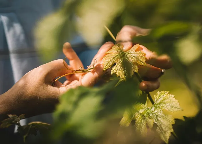 Weingut Petershof אלזיי